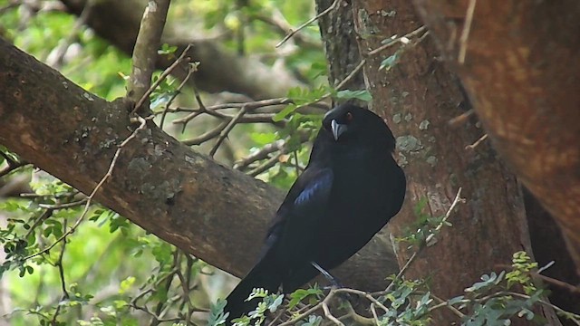 Bronzed Cowbird - ML656452347
