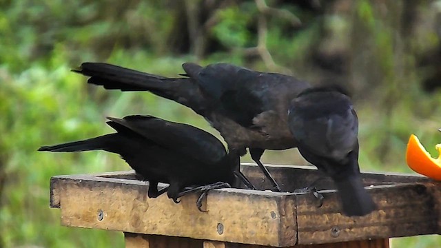 Great-tailed Grackle - ML656452353