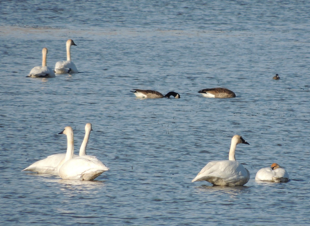 Trumpeter Swan - ML65645341