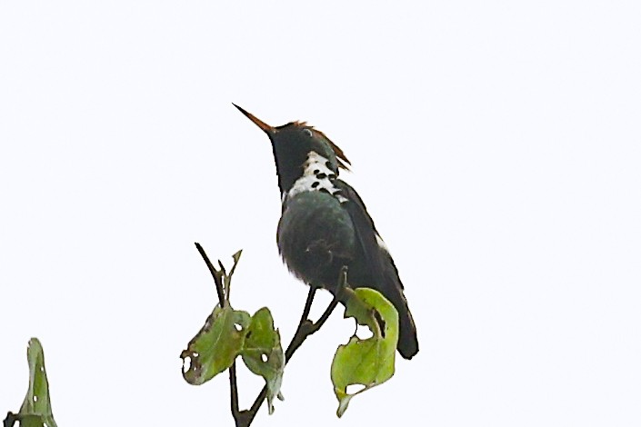 Dot-eared Coquette - ML656453954