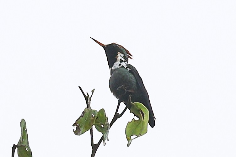 Dot-eared Coquette - ML656453955