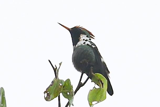 Dot-eared Coquette - ML656453956