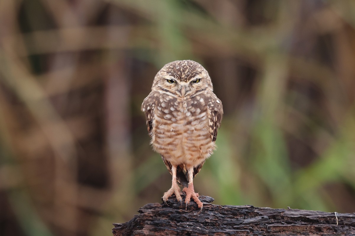 Burrowing Owl - ML656453975