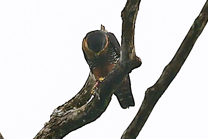 Orange-breasted Falcon - ML656454020