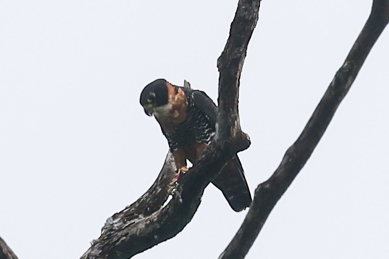 Orange-breasted Falcon - ML656454021