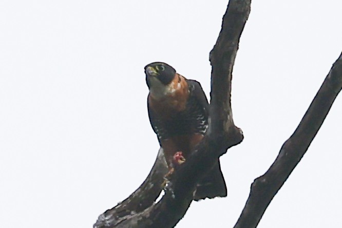 Orange-breasted Falcon - ML656454022
