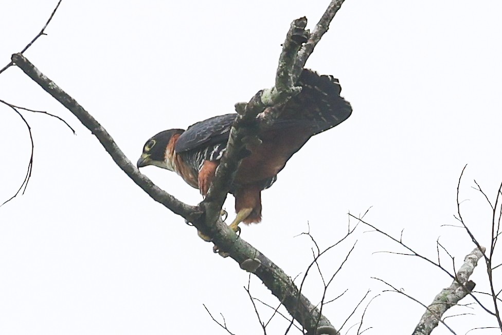 Orange-breasted Falcon - ML656454023