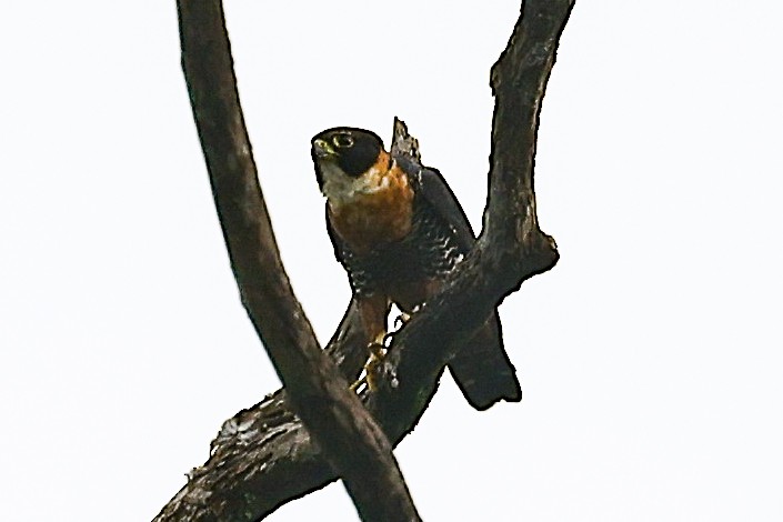Orange-breasted Falcon - ML656454024