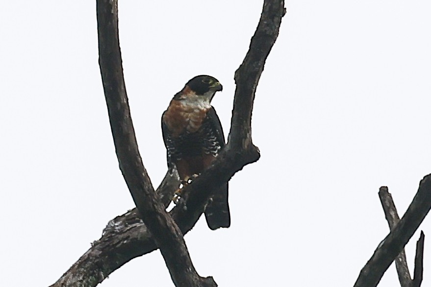 Orange-breasted Falcon - ML656454025