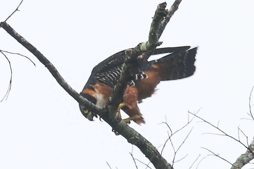 Orange-breasted Falcon - ML656454026