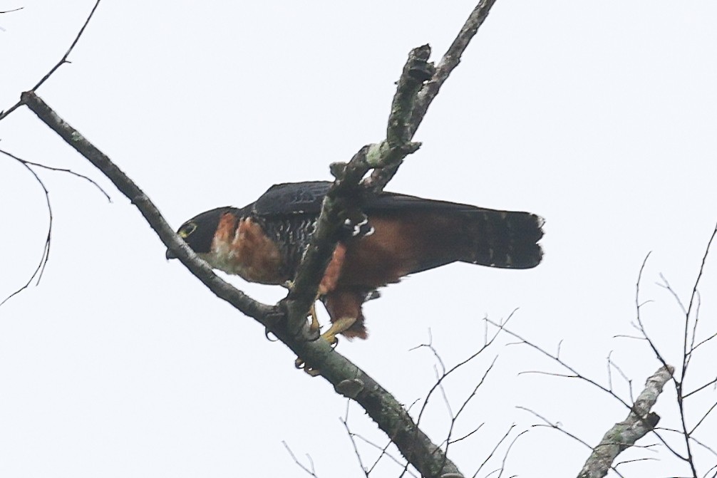 Orange-breasted Falcon - ML656454027