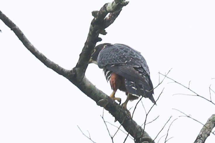 Orange-breasted Falcon - ML656454028