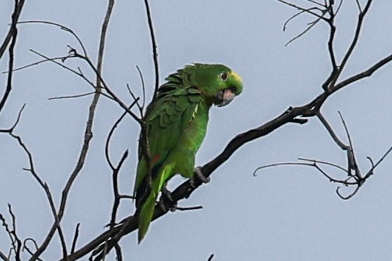 Yellow-crowned Amazon - ML656454068