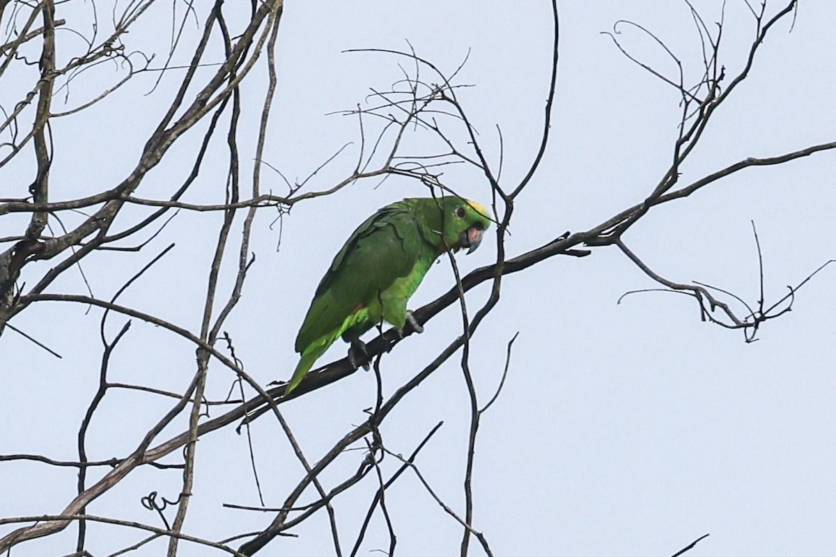 Yellow-crowned Amazon - ML656454069