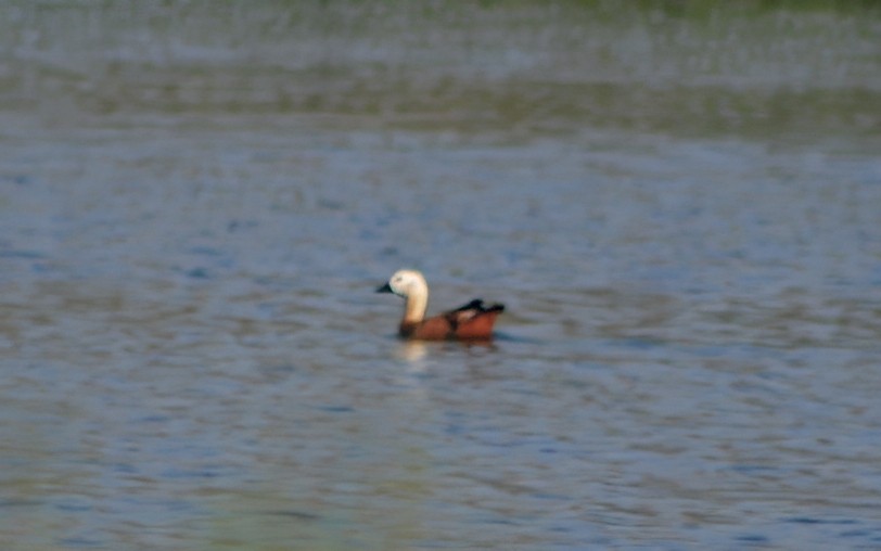Ruddy Shelduck - ML656454283