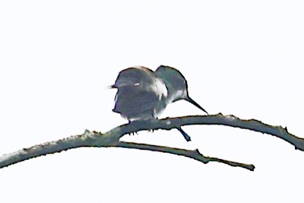 Racket-tipped Thorntail - ML656454359