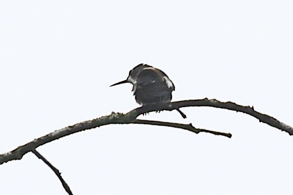 Racket-tipped Thorntail - ML656454360