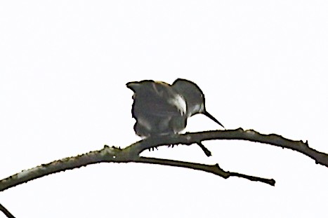 Racket-tipped Thorntail - ML656454361