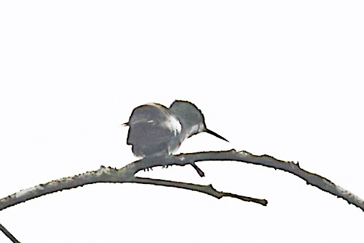 Racket-tipped Thorntail - ML656454362