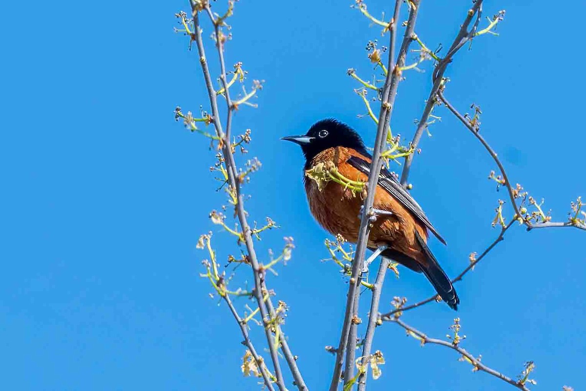 Orchard Oriole - ML656454810