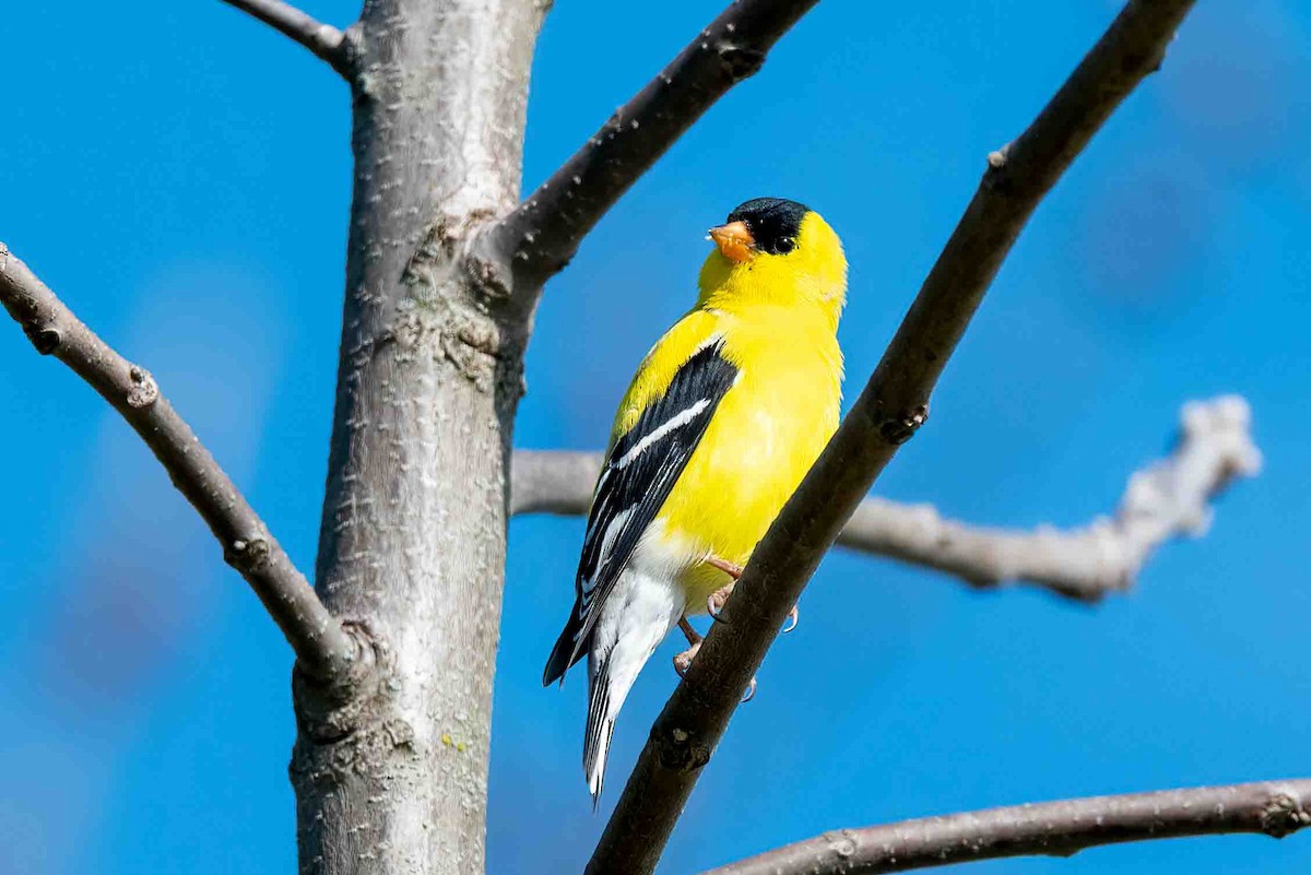 American Goldfinch - ML656454844