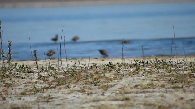 Long-billed Dowitcher - ML656455149