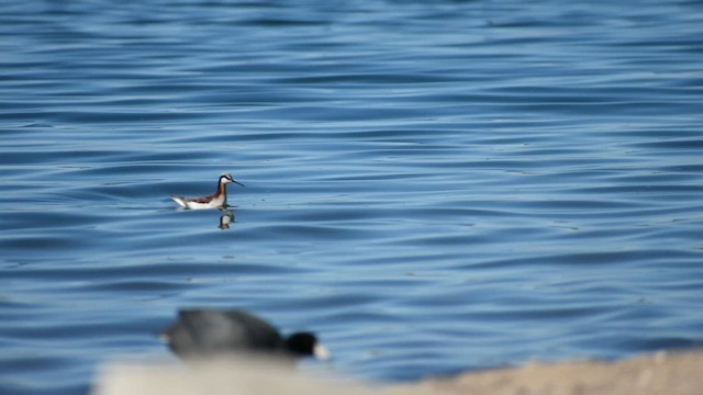 Wilson's Phalarope - ML656455191