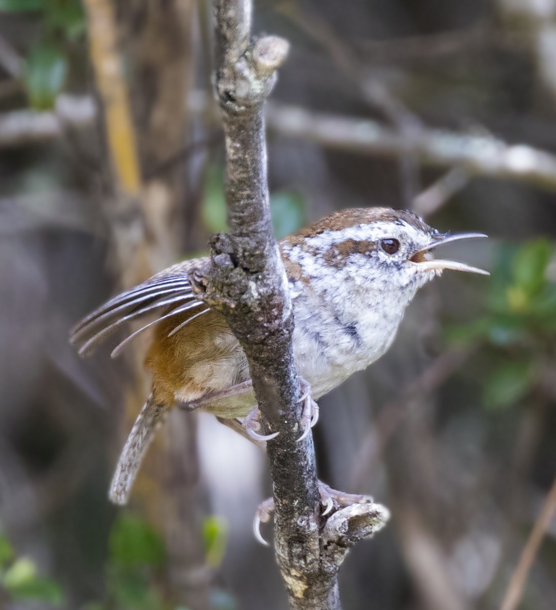 Timberline Wren - ML65645531