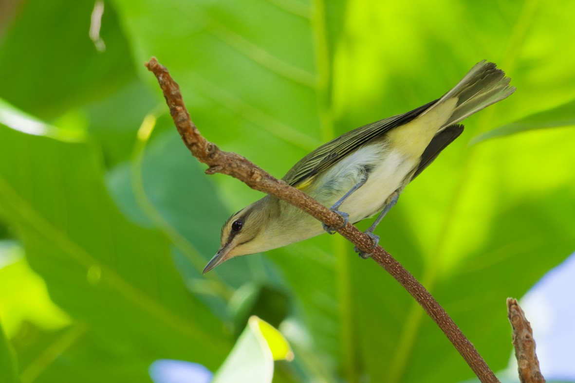 Black-whiskered Vireo - ML656456277