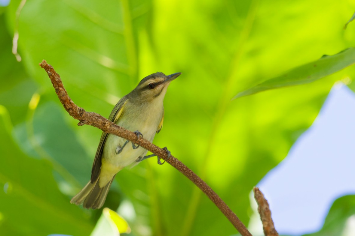Black-whiskered Vireo - ML656456278