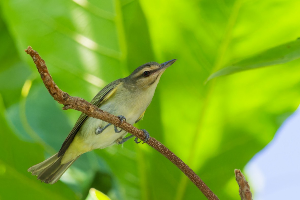 Black-whiskered Vireo - ML656456279