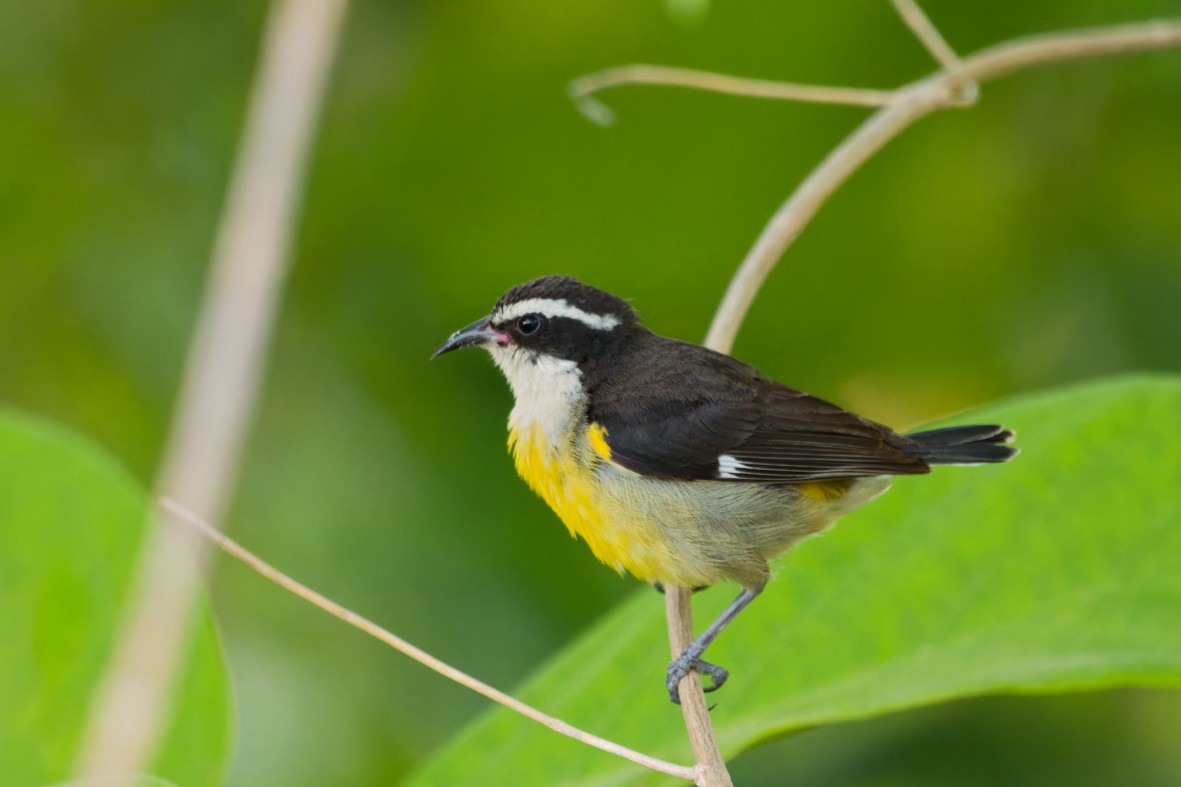 Bananaquit - ML656456320