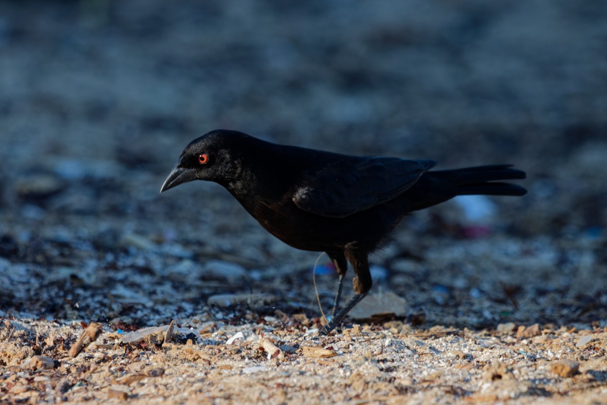 Bronzed Cowbird - ML656456339