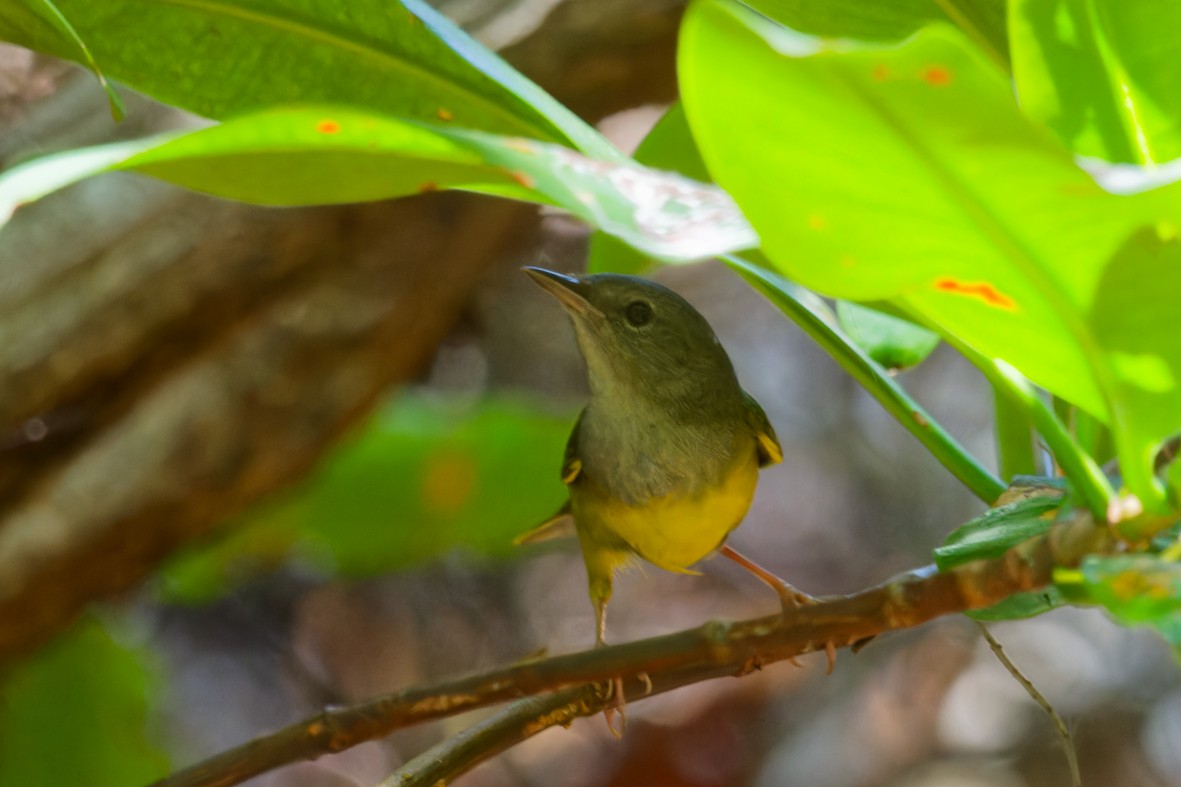 Mourning Warbler - ML656456504