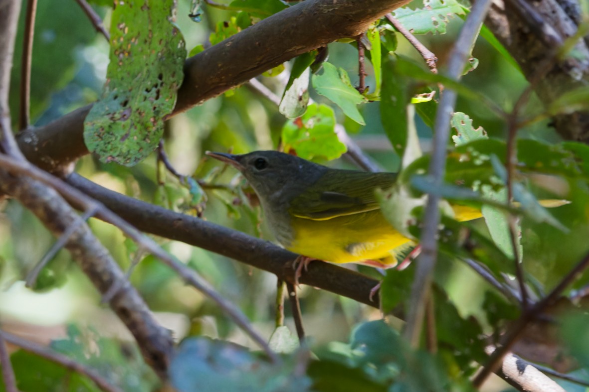 Mourning Warbler - ML656456505