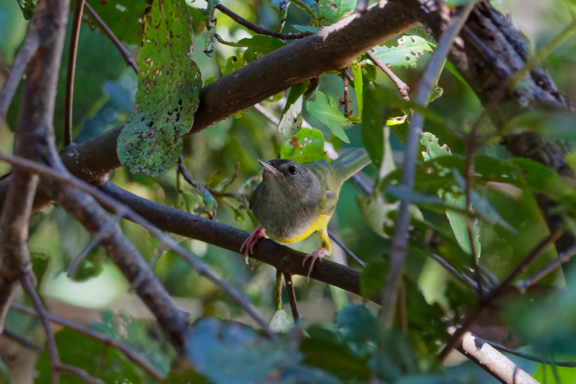 Mourning Warbler - ML656456506
