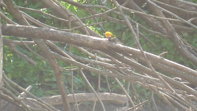 Prothonotary Warbler - ML656457794