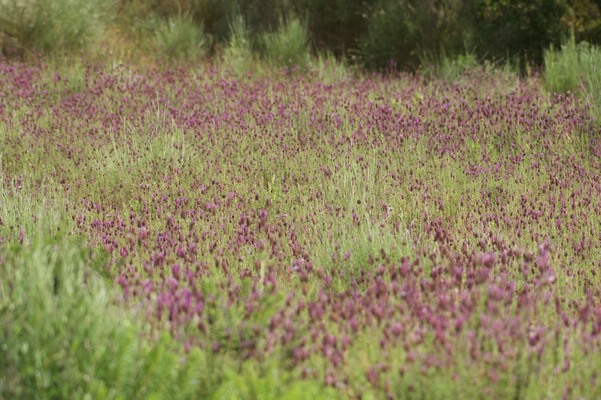 null - ML656459729