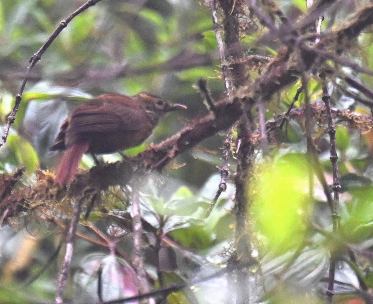Scaly-throated Foliage-gleaner - ML656463710