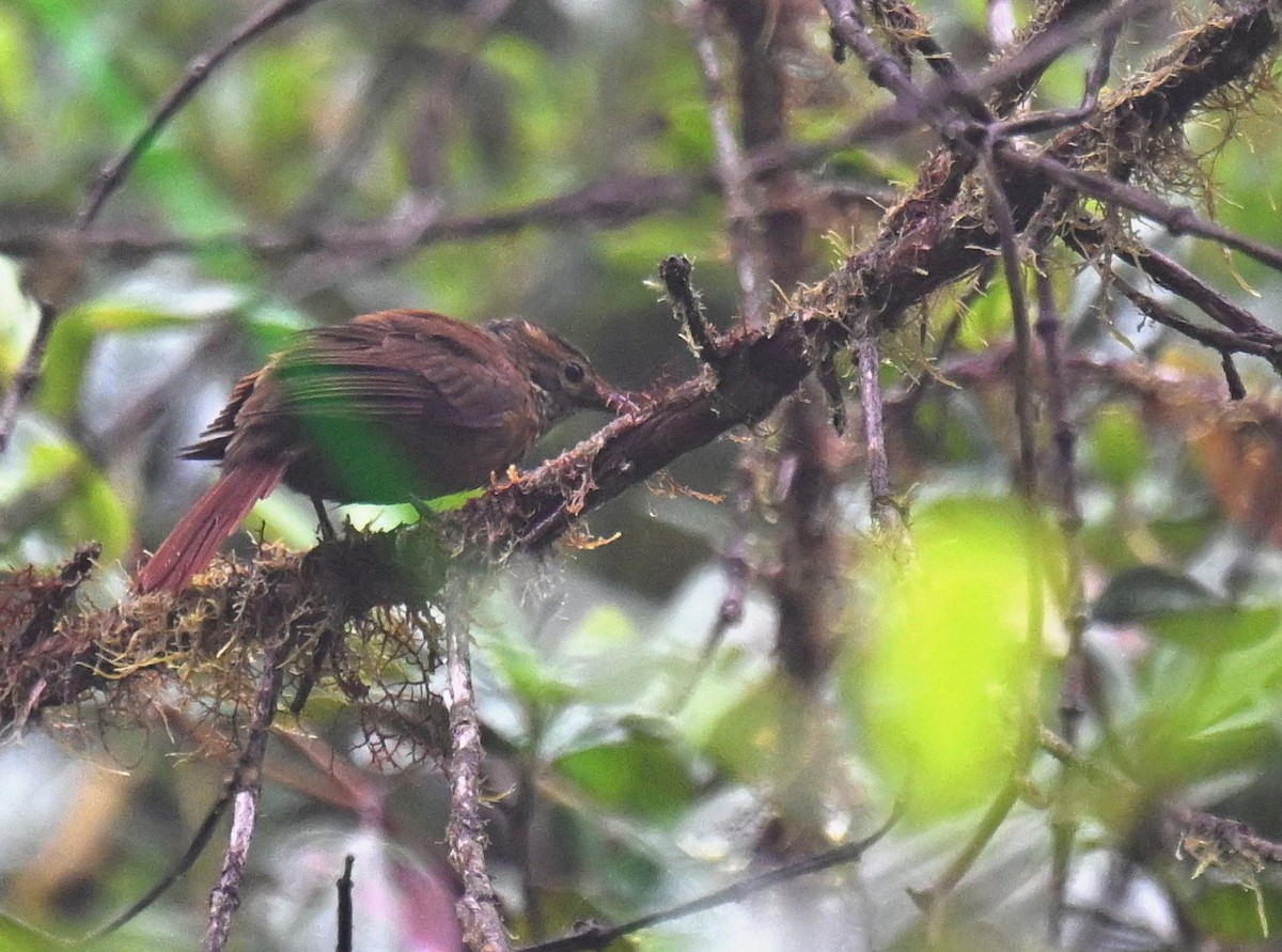 Scaly-throated Foliage-gleaner - ML656463711