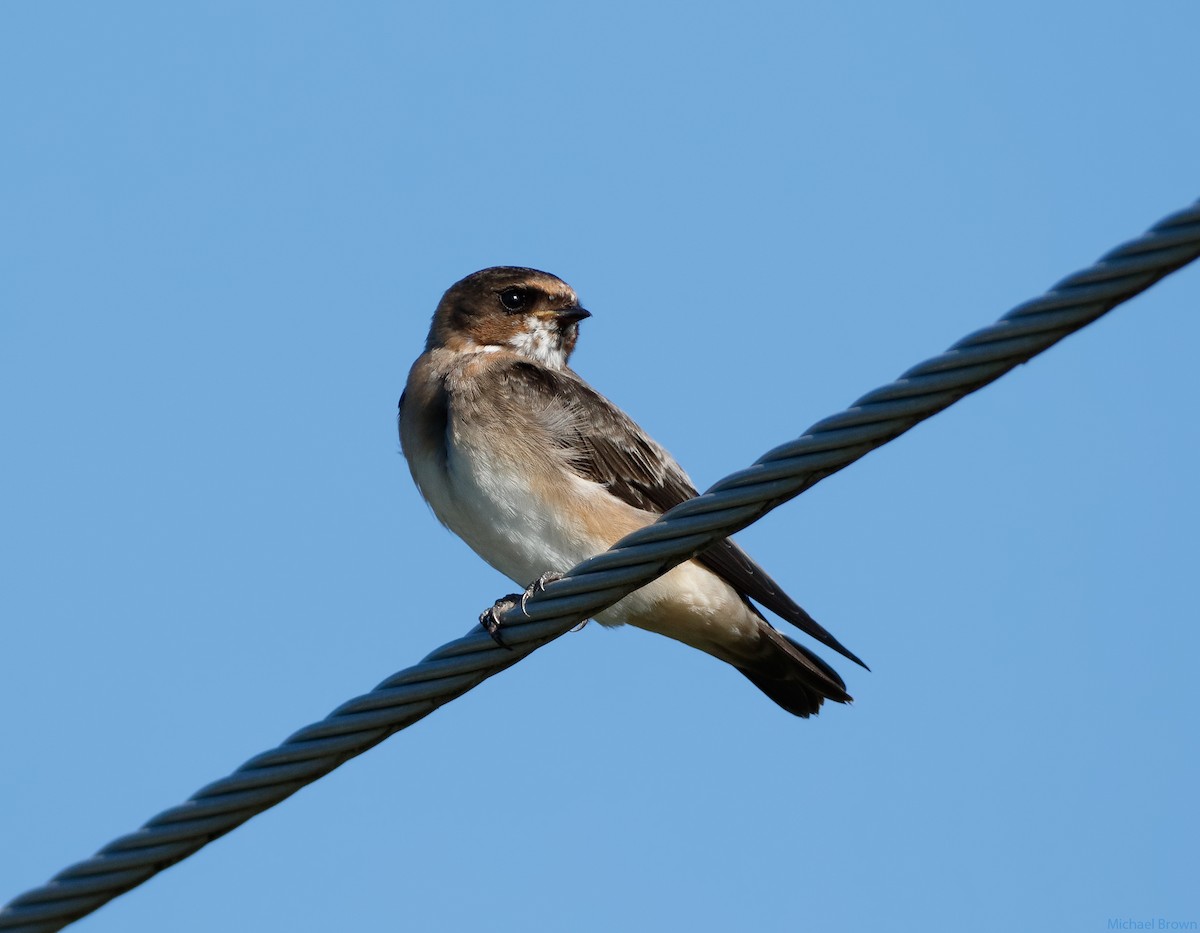 Cliff Swallow - ML65646501