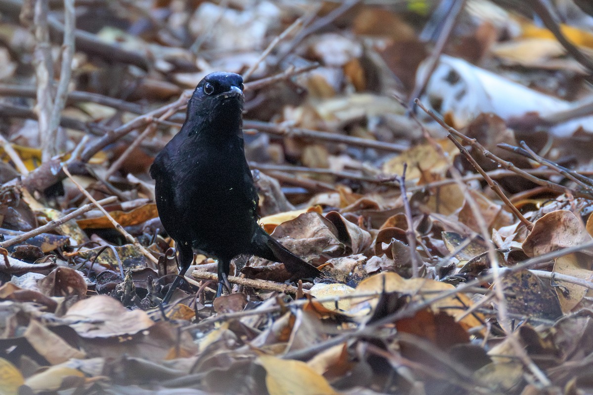 Black Catbird - ML656467560