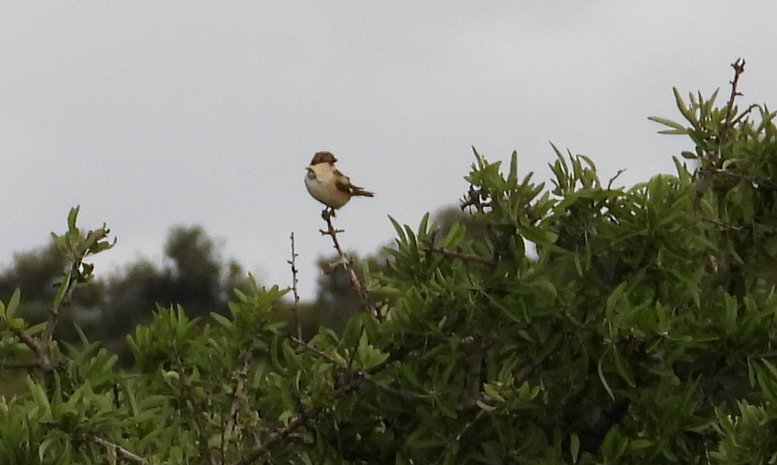 Woodchat Shrike - ML656467725