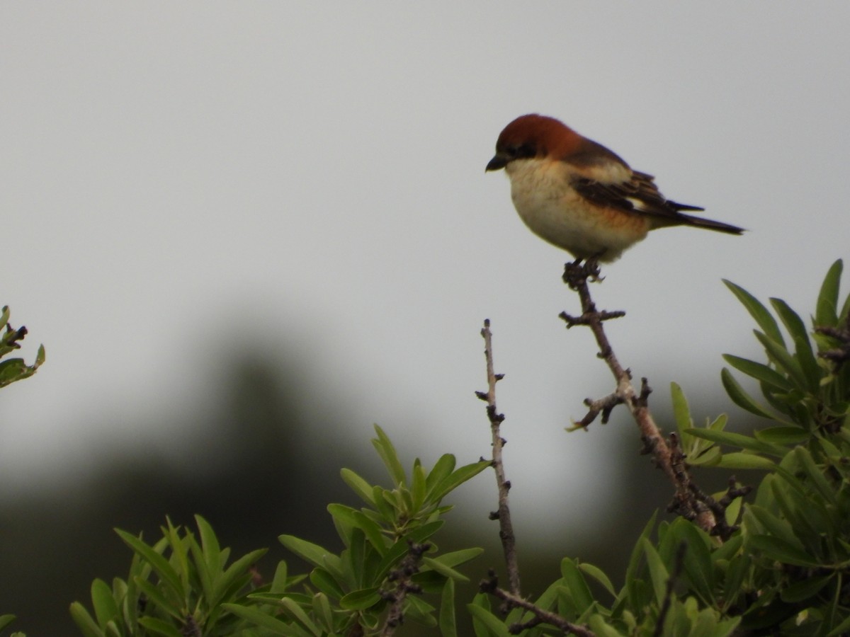 Woodchat Shrike - ML656467728