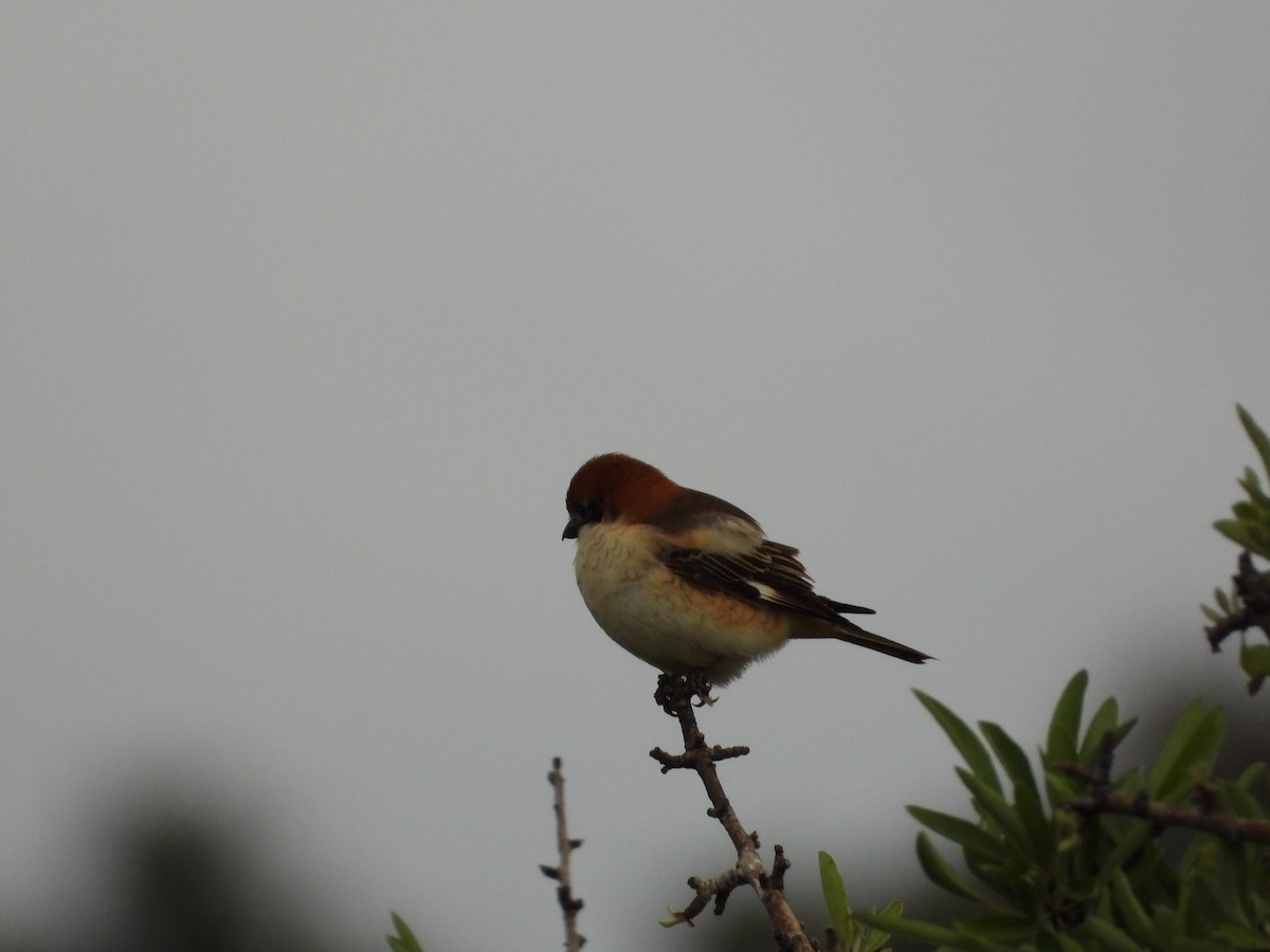 Woodchat Shrike - ML656467732