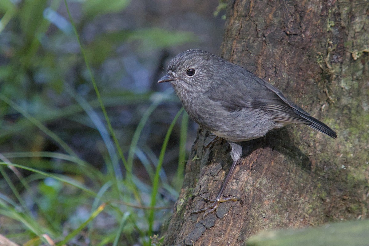 nordøyflueskvett - ML656470701