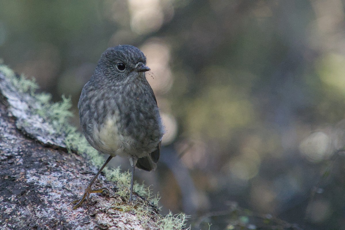 nordøyflueskvett - ML656470702