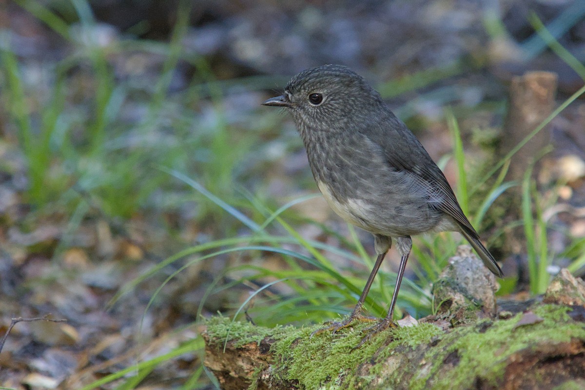 nordøyflueskvett - ML656470704