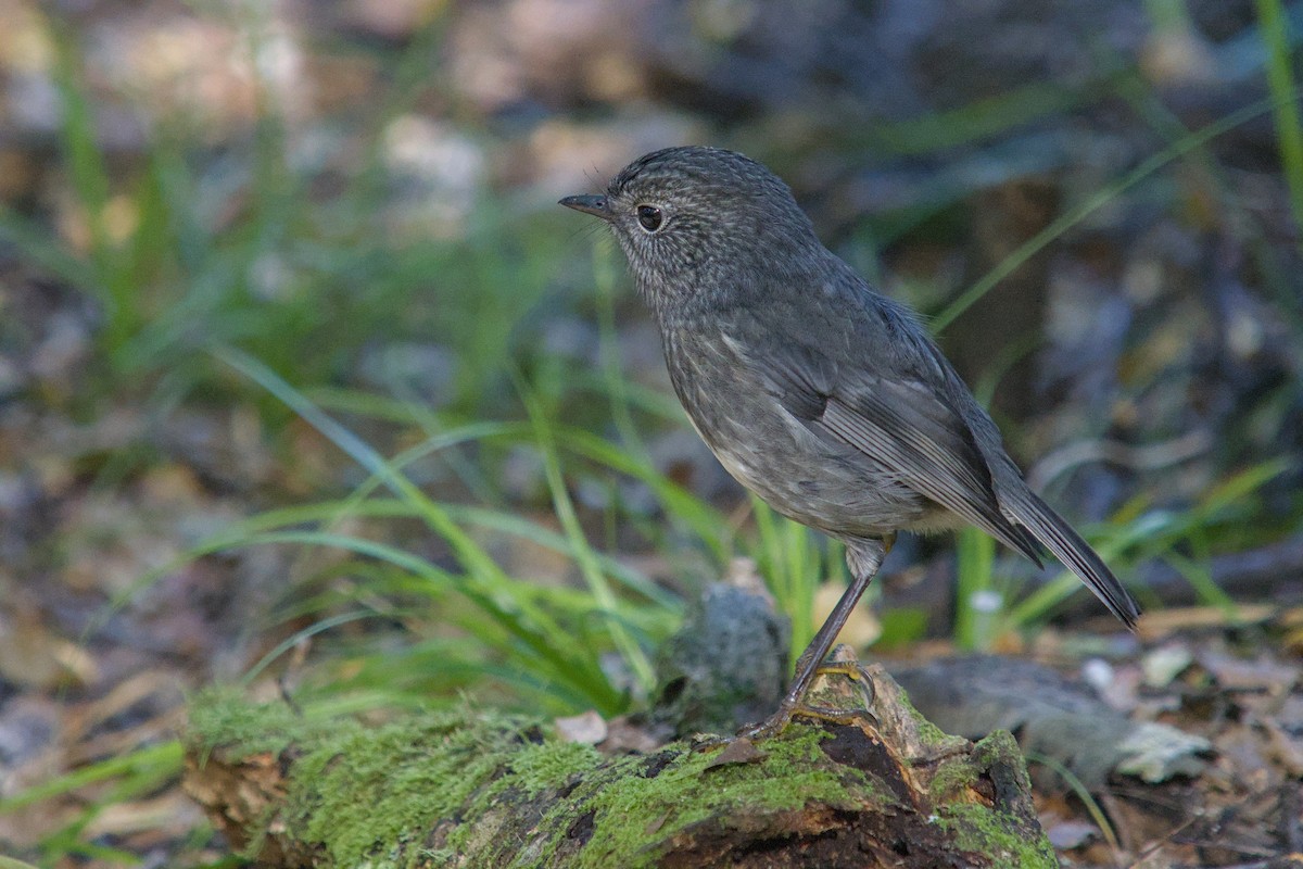 nordøyflueskvett - ML656470705