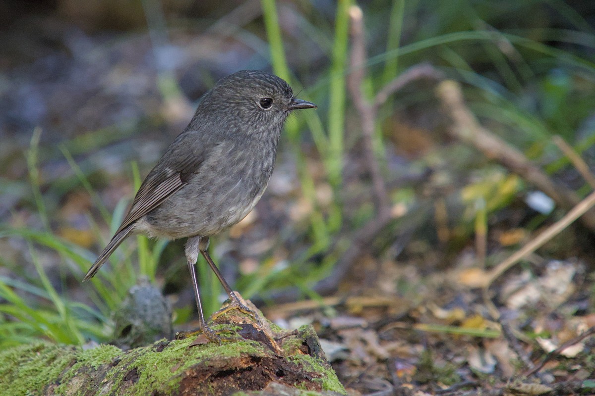 nordøyflueskvett - ML656470709